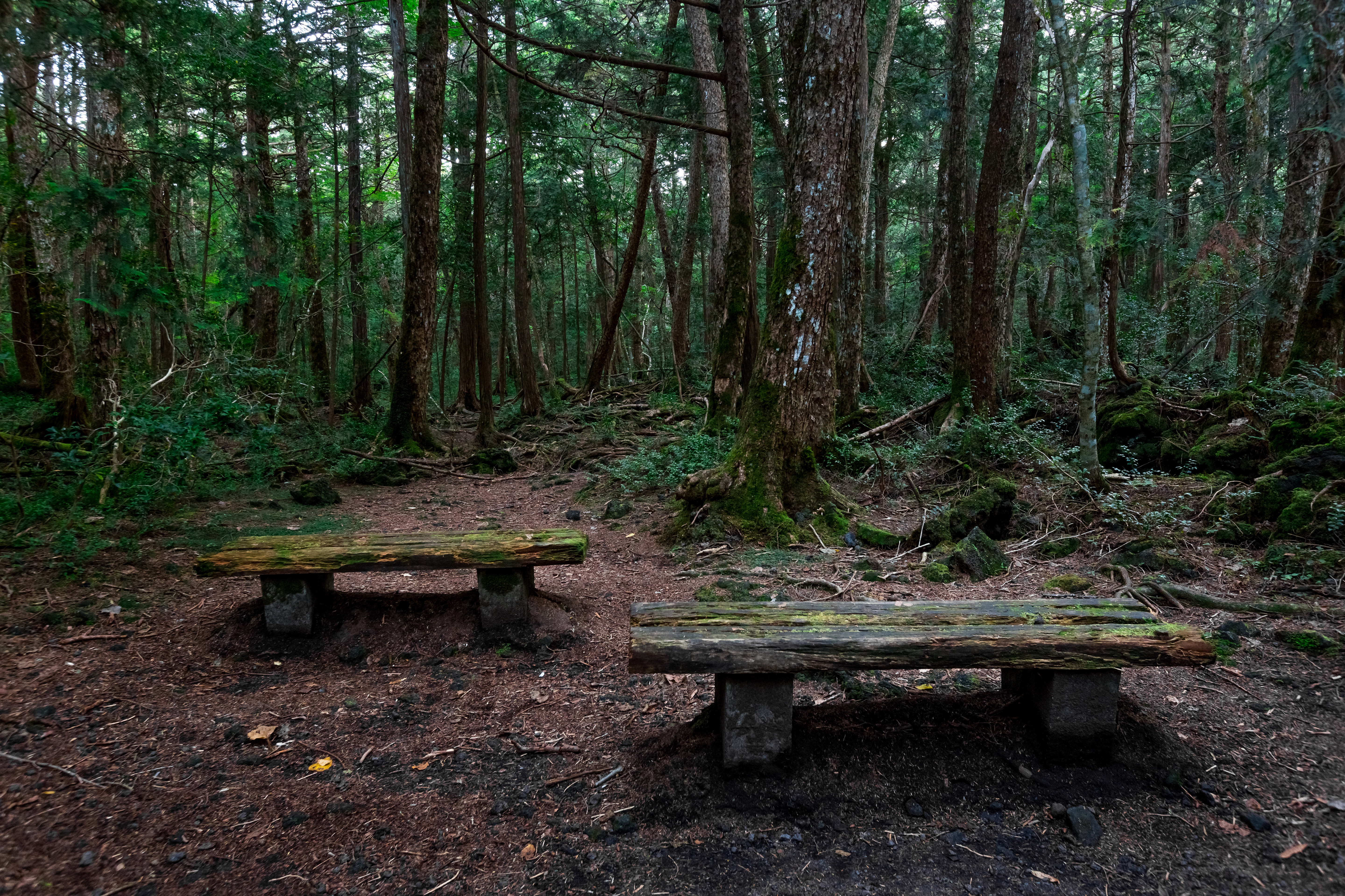 Aokigahara Forest